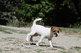 PARSON RUSSEL TERRIER 109